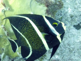 IMG 8921 French Angelfish Juvenile